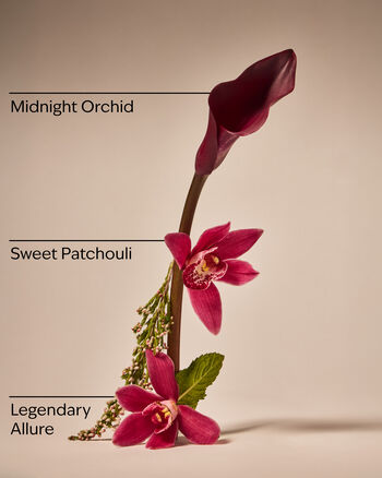 Lowkey Legend Wallflowers Fragrance Refill 香氛補充液