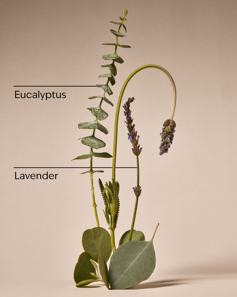 Eucalyptus + Lavender Single Wick Candle 單芯蠟燭