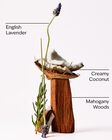 Mahogany Coconut Wallflowers Fragrance Refill image number null