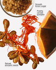 Pumpkin Carving Wallflowers Fragrance Refill image number null