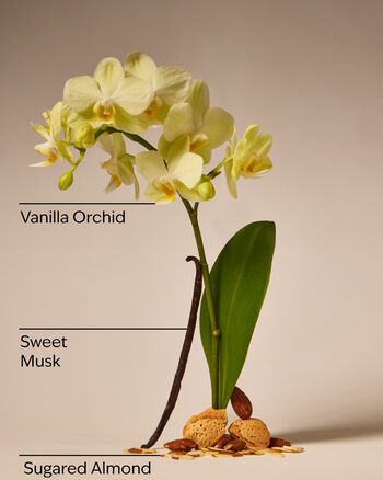 Cozy Vanilla Almond PocketBac Hand Sanitizer PocketBac搓手液