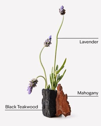 Mahogany Teakwood Gentle & Clean Foaming Refill 溫和泡泡潔手補充液