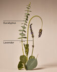 Eucalyptus Lavender Essential Oil Mist image number null
