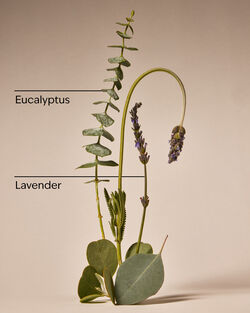 Eucalyptus Lavender Essential Oil Mist image number null