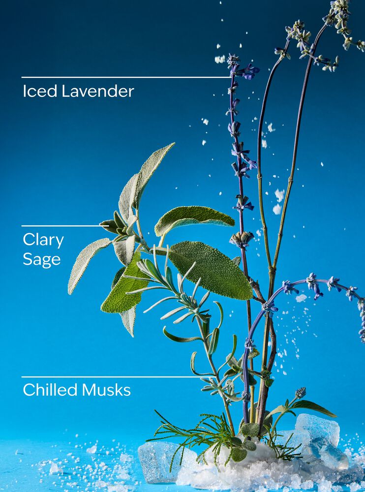 Iced Blue Lavender Wallflowers Fragrance Refill 香氛補充液