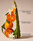 Sweet Orange & Agave Wallflowers Fragrance Refill image number null