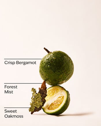 A Quiet Escape Wallflowers Fragrance Refill 香氛補充液