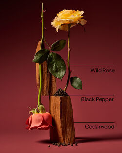 Nocturnal Rose Cologne image number null